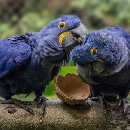 Zoo Complexo Ambiental Cyro Gevaerd