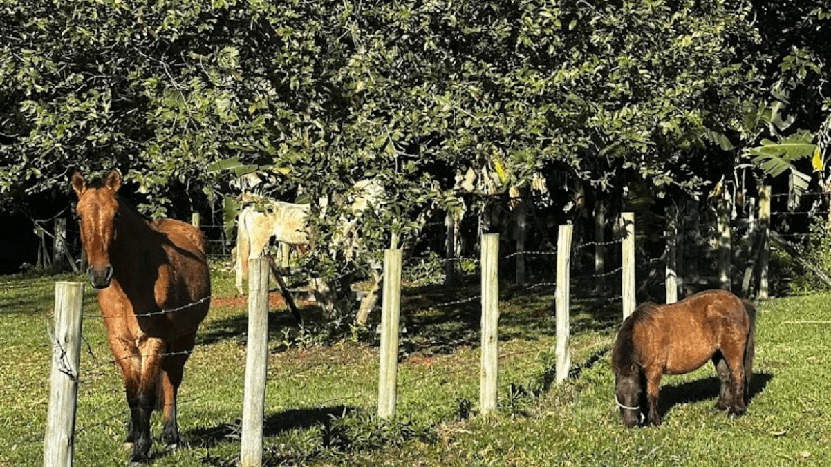 Fazendinha Criciúma | Criciúma