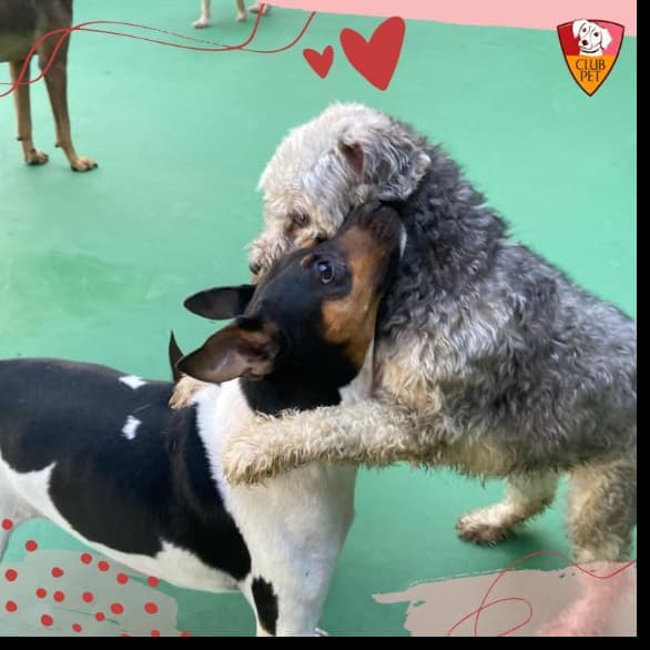 Club Pet - Barra