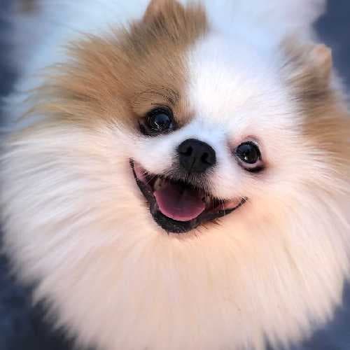 Pet Lover Pet Shop