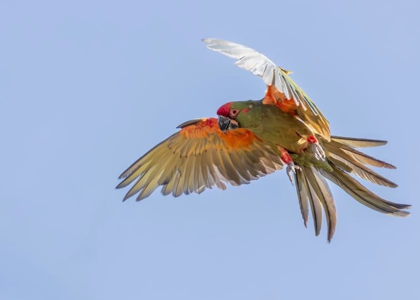 Birdwatching no Pantanal | Corumbá