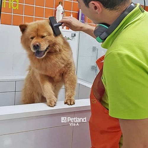 Petland Estética
