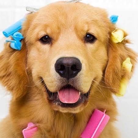M.A Pet Shop - BANHO