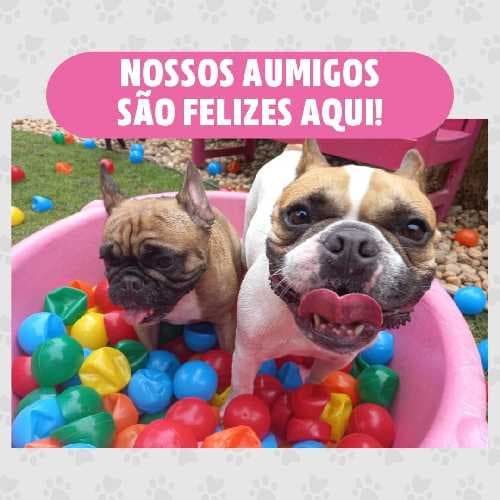 Pet Lover Pet Shop